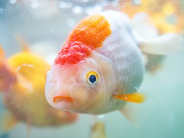 【相談40-1】私は金魚です。生後3年になります。 相談です。人間になりたいです。 方法を教えてください。